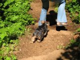 Herding dog doing what comes naturally Herding dog doing what comes naturally